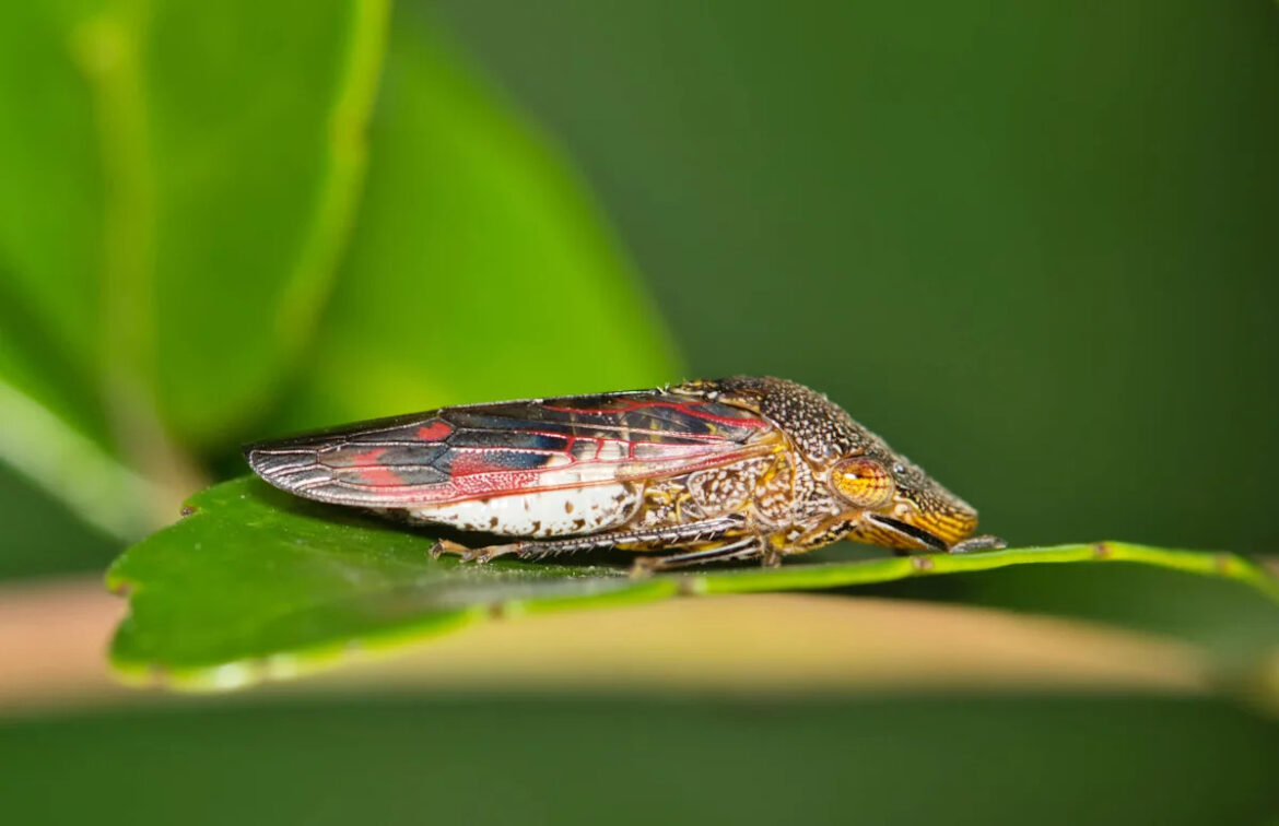 Officials warn that 157 Costco grapevines may carry vineyard-killing pest in California Wine Country Officials warn that 157 Costco grapevines may carry vineyard-killing pest in California Wine Country