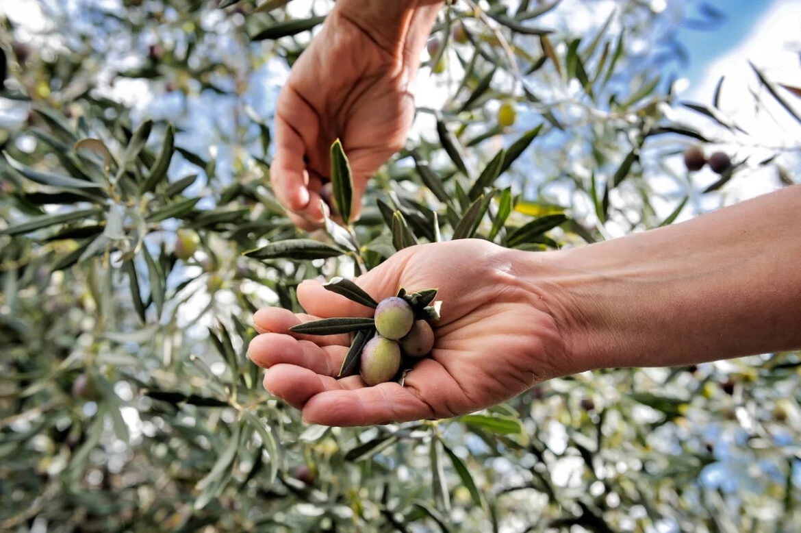 Join the extra virgin olive oil rush: liquid gold for your mind and body Fox News