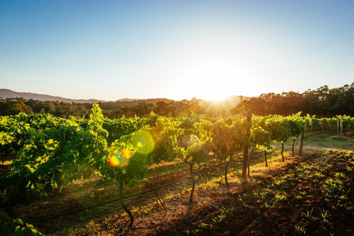 Endeavour to axe more than half of wineries in cost-saving bid Endeavour to axe more than half of wineries in cost-saving bid