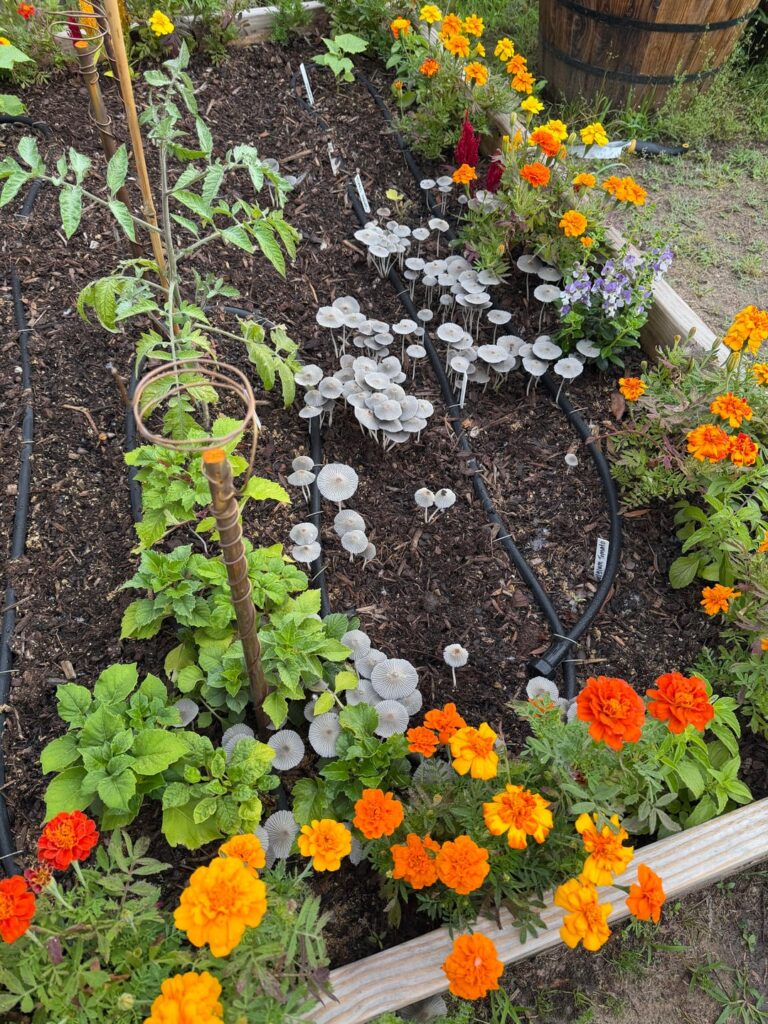 Mushrooms in my garden.