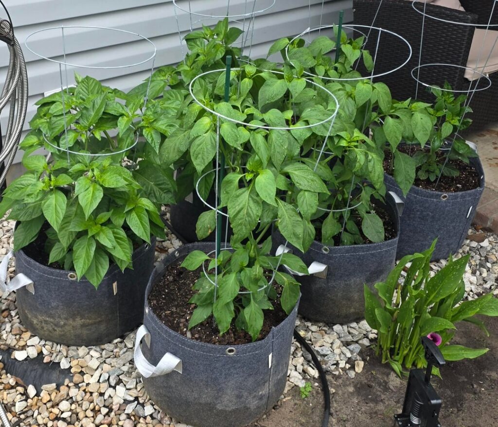 They seem to be doing well.