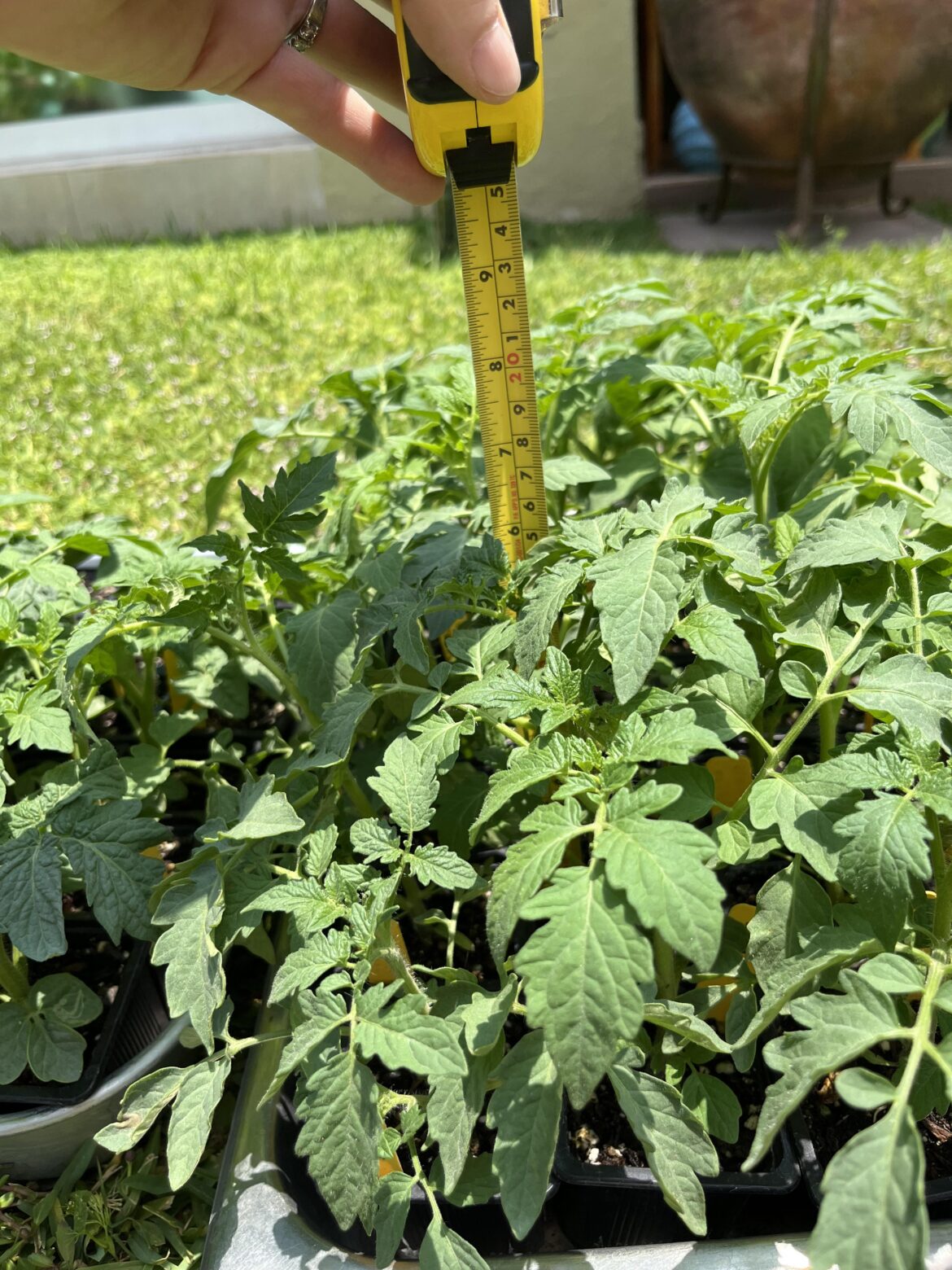 Nobody wants my beautiful tomato plants in Mexico Nobody wants my beautiful tomato plants in Mexico