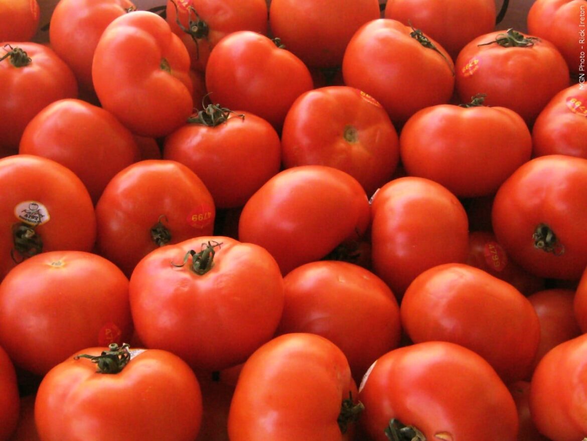 Food manufacturer Cento is committing "tomato fraud," lawsuit alleges