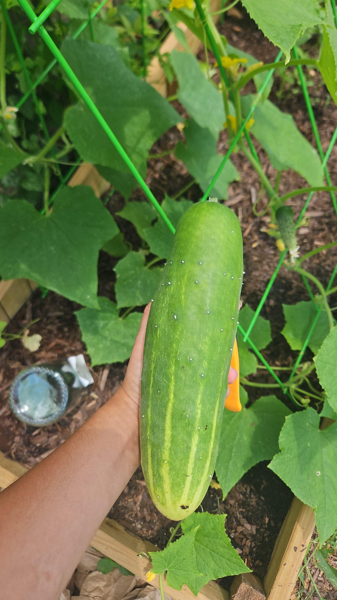 First cucumber ever as a first year gardener