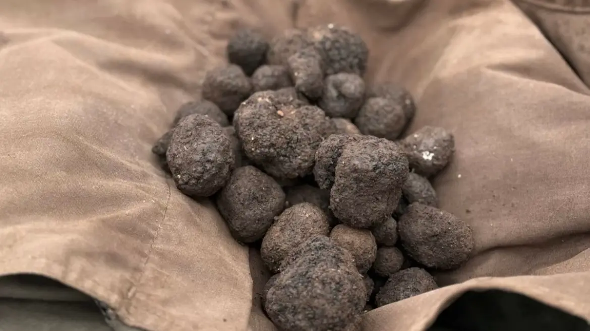 Black truffles (Photo: AM Tartufi)