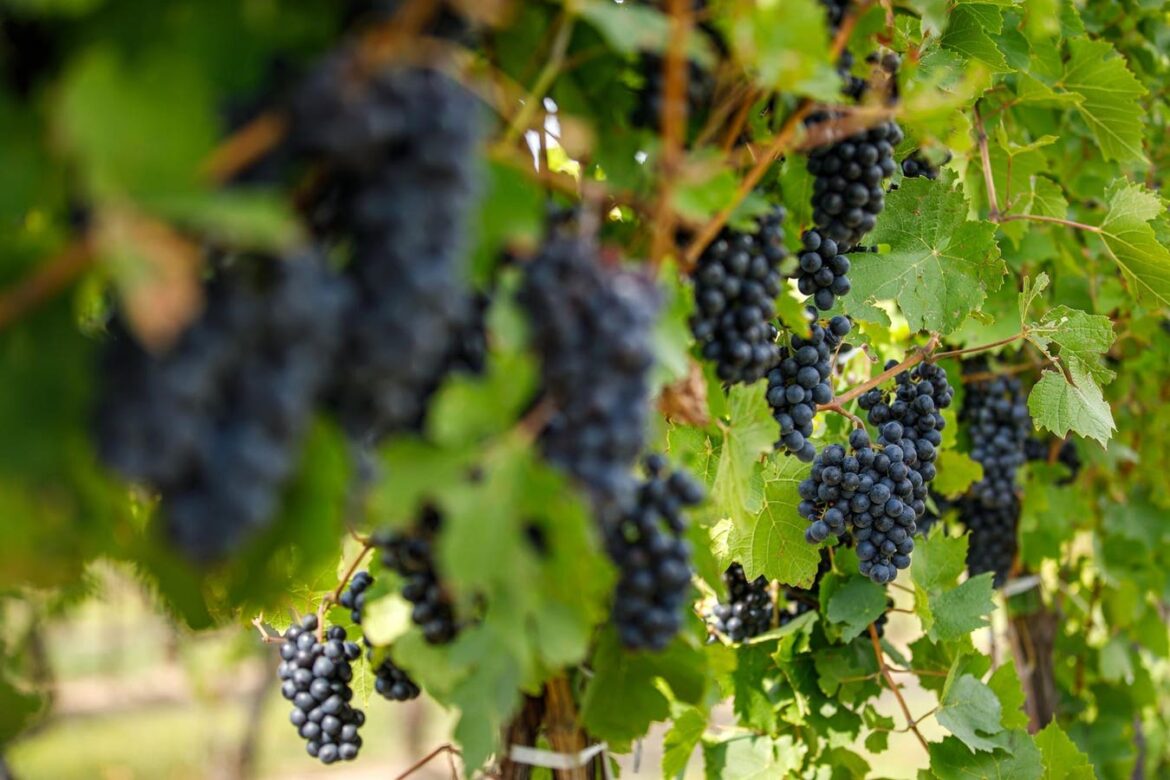 Niagara’s Wine Region Has Never Been More Charming