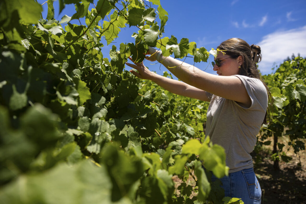 As California’s Wine Industry Struggles, Some Lodi Grape Growers Pivot to New Crops
