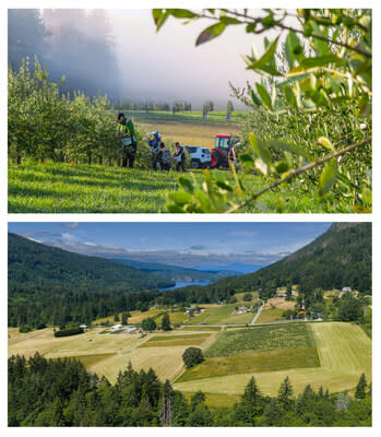 Top: Workers harvest olives from some of the 750 olives tree growing on Canada's only commercial olive farm, located on British Columbia's Salt Spring Island. Below: Partial view of the 74-acre property on Salt Spring Island, which will be sold online in two parcels via CLHbid.com on August 12. (CNW Group/CLHbid.com)