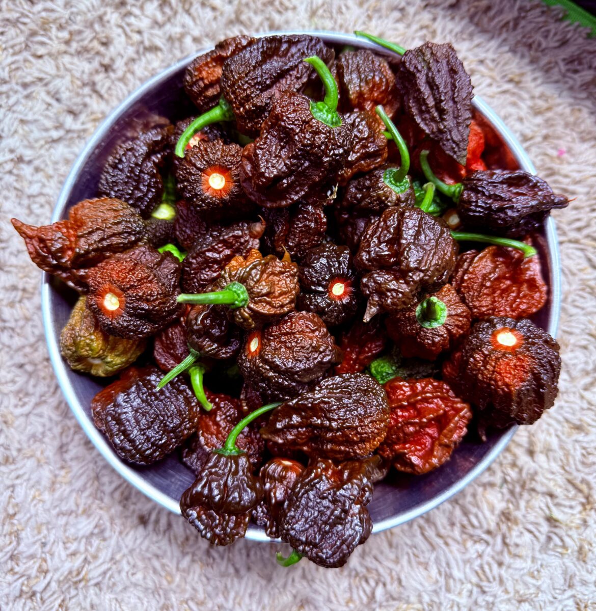 Overlooked a handful of Chocolate Reapers yesterday