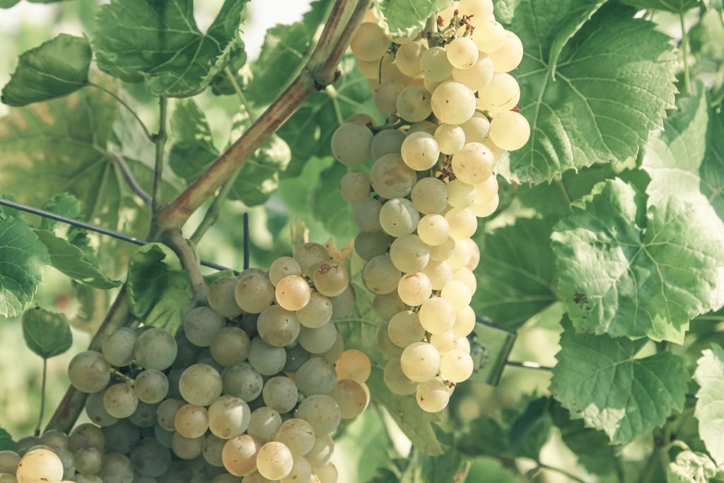‘The end of an era’ for the Canberra International Riesling Challenge - Dining and Cooking | DiningAndCooking.com