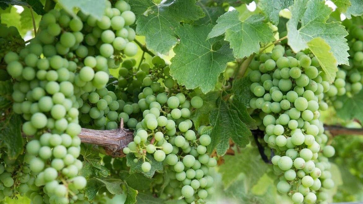 Delegat lifts earnings guidance on strong global wine sales