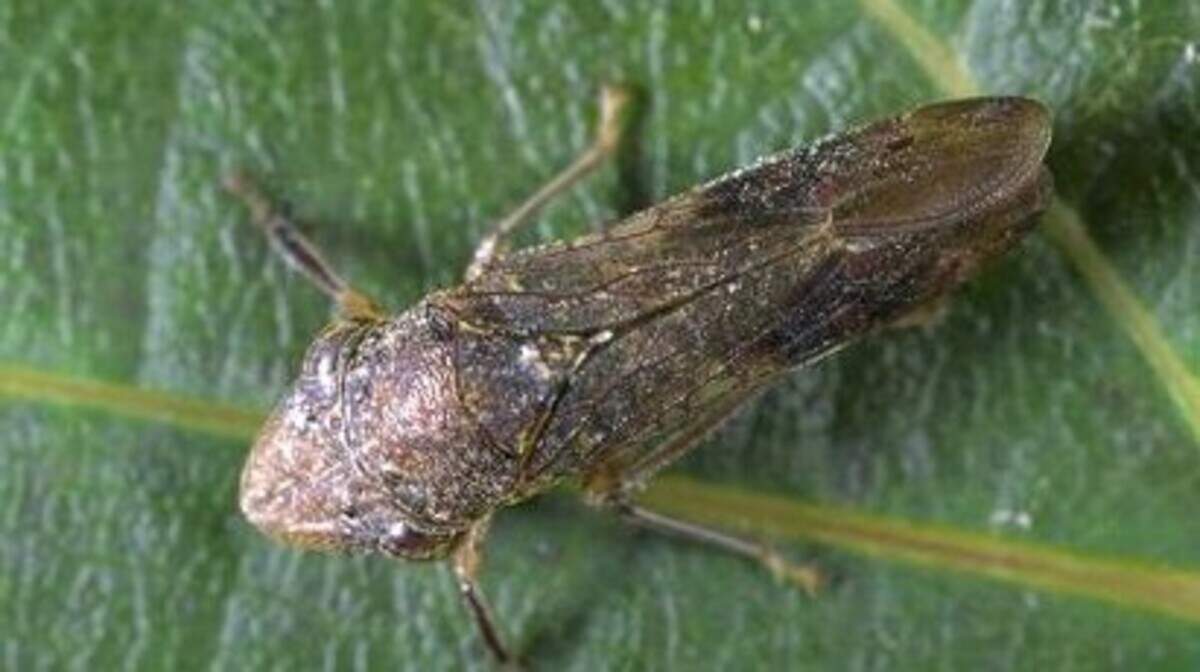 California lawmakers seek USDA funds to fight winegrape pest - Dining and Cooking | DiningAndCooking.com