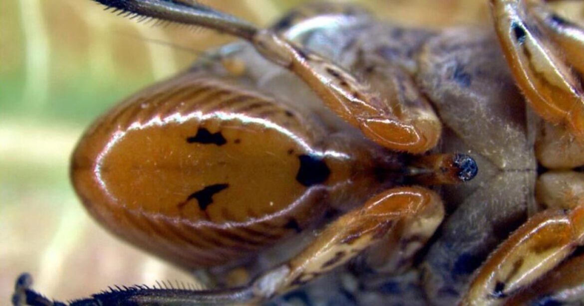 Authorities warn of invasive insect on California grapevines Authorities warn of invasive insect on California grapevines