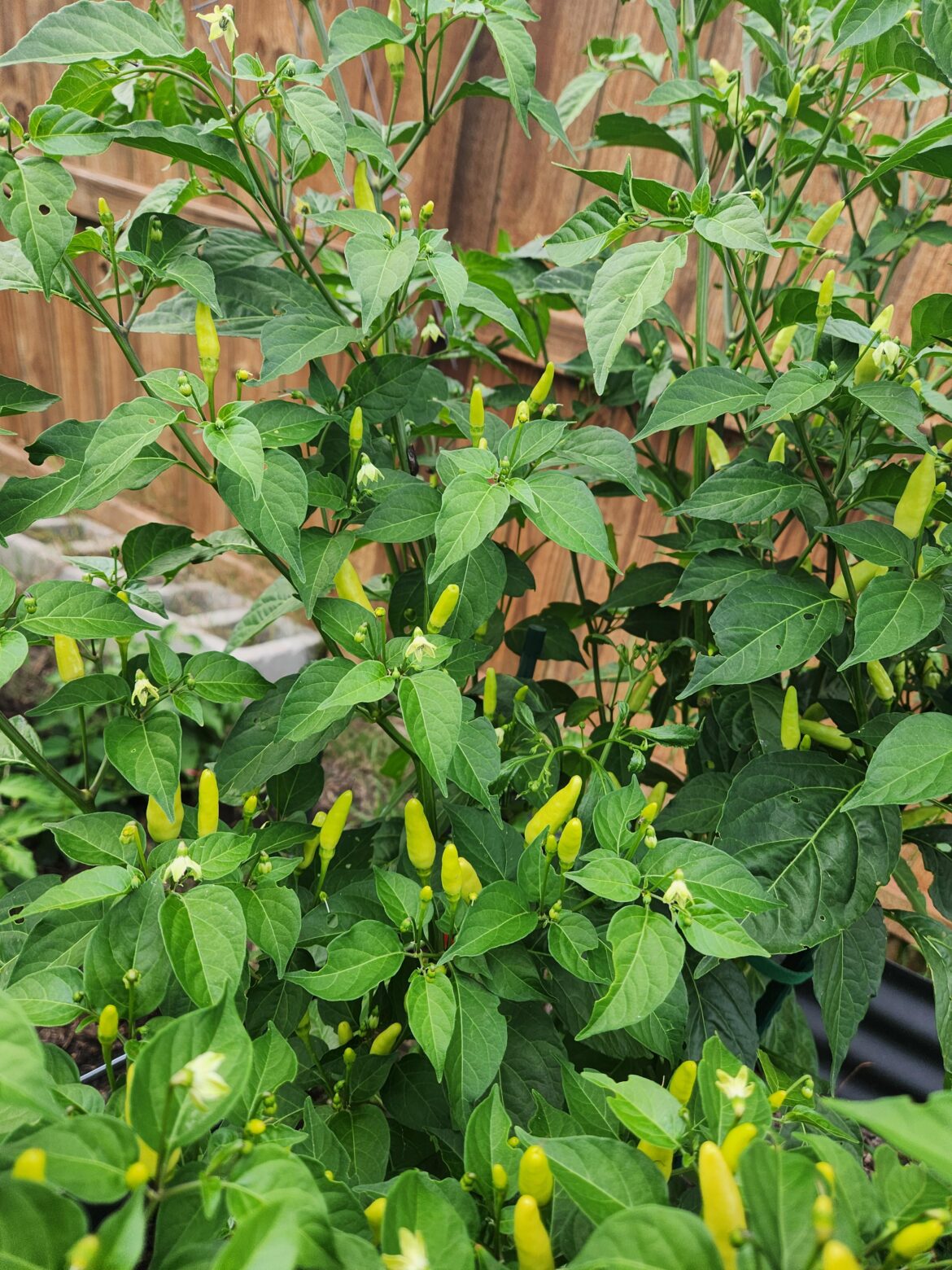 Updated from earlier. Mystery plant to me Updated from earlier. Mystery plant to me