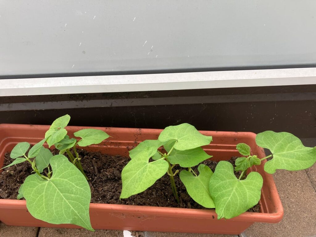 I guess I can grow plants? Bush green beans are actually growing! I guess I can grow plants? Bush green beans are actually growing!