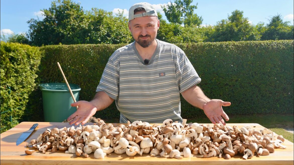 Ich habe 1000 Pilze gekauft Ich habe 1000 Pilze gekauft