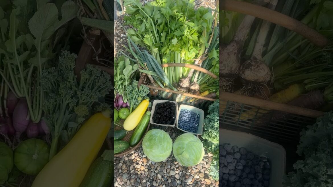 Let’s Harvest Some Organic Fruits, Veggies, and Herbs Let’s Harvest Some Organic Fruits, Veggies, and Herbs