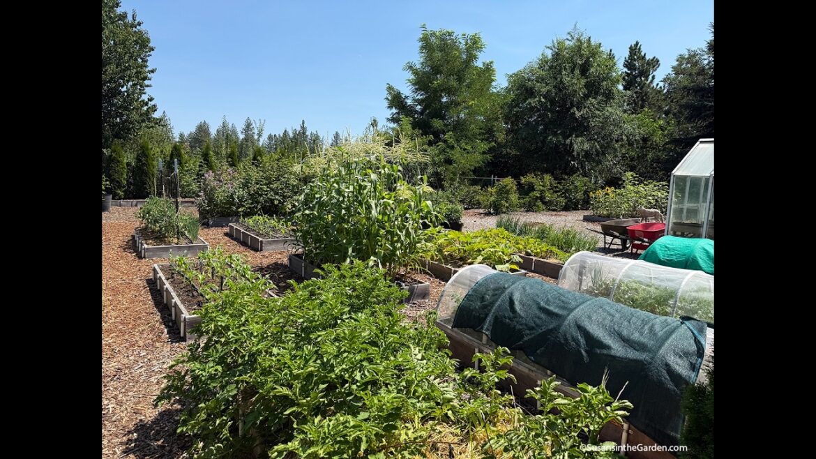 July Vegetable Garden Tour (2026) #30 July Vegetable Garden Tour (2026) #30