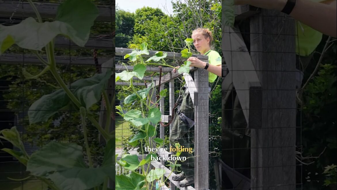 Giant vegetable growing is dangerous! #giantpumpkin #garden #plants #drone #gourd
