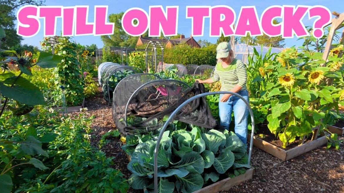 Is my Vegetable Garden Behind In Late July?