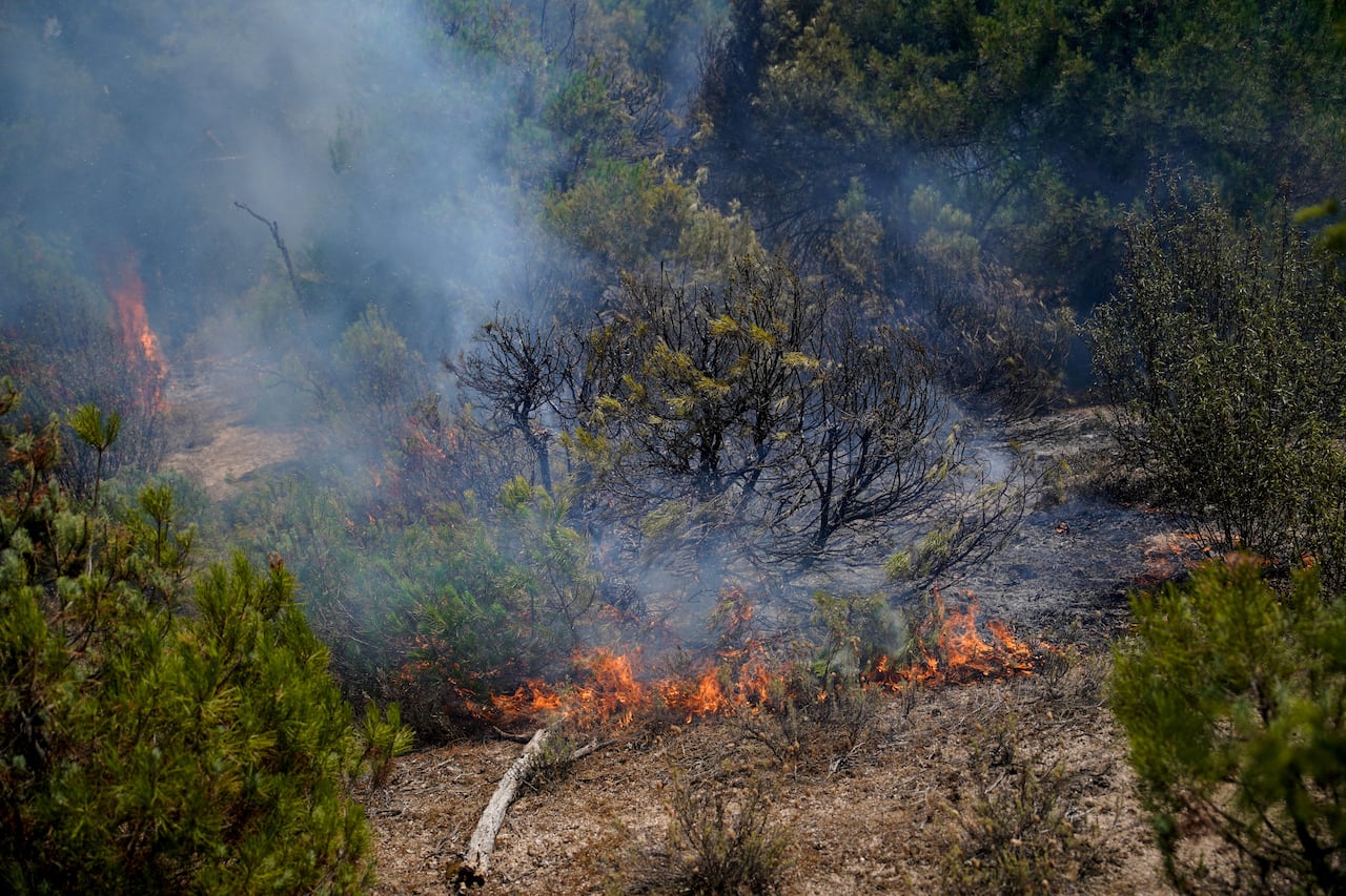 Flames burn a forest.
