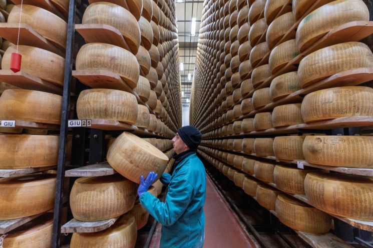 An employee managing Parmigiano Reggiano aging in an Italian cheese storage. Photo by Reuters Yonhap News Agency