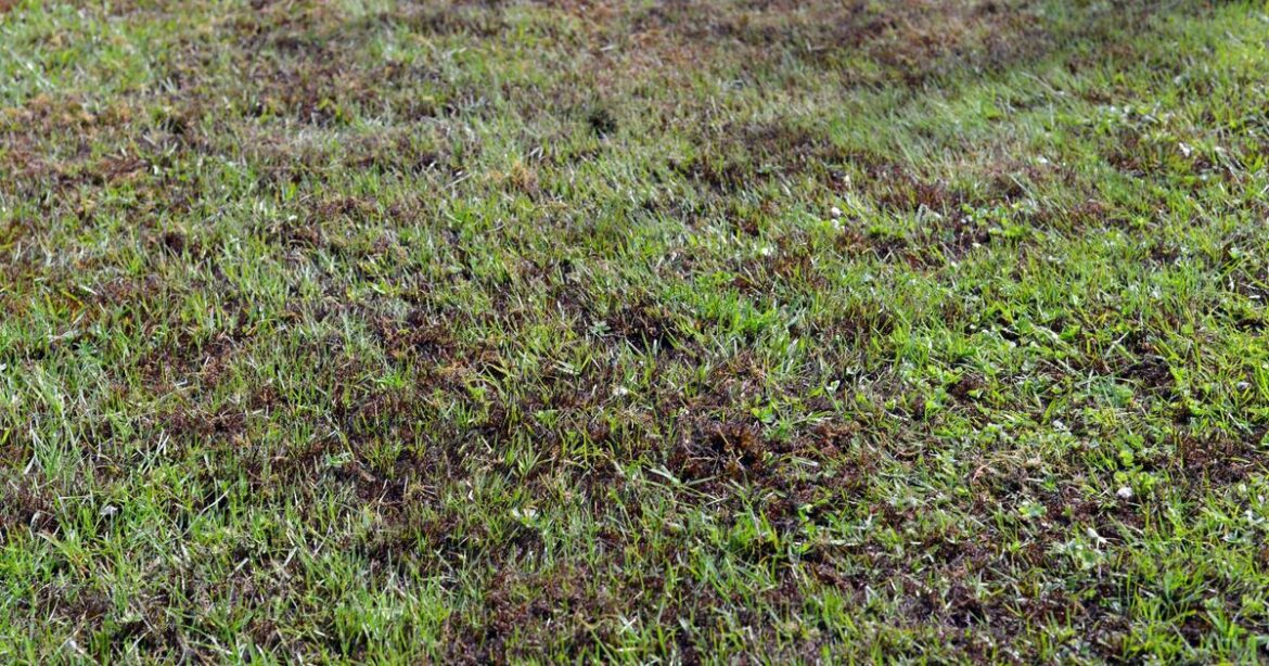 Watch lawn moss ‘disappear’ with ‘super cheap’ hack gardener loves - not vinegar
