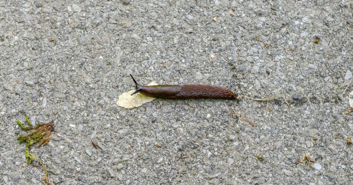 Not vinegar or lemon – slugs will stop eating your plants if you spray Not vinegar or lemon – slugs will stop eating your plants if you spray