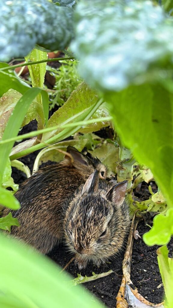 Baby bunnies in my raised beds 🥹