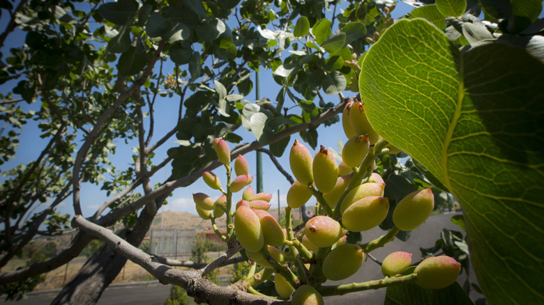 Pistachios growing on tree in Bronte, Italy