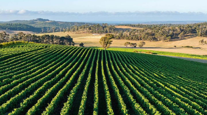 Smallest wine vintage in 25 years shows ‘very soft’ demand Pipers Brook Vineyard, Tasmania