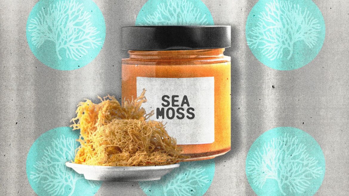 Is Sea Moss Worth the Hype? Here’s What Experts Think Is Sea Moss Worth the Hype? Here’s What Experts Think