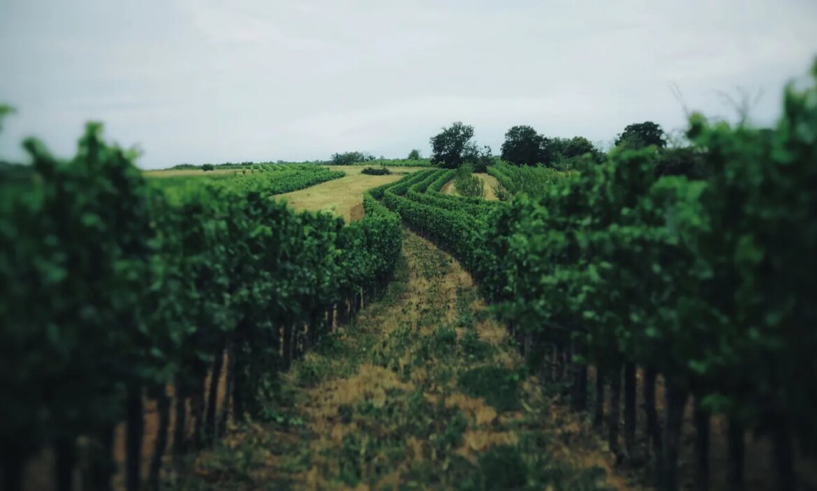 Why Are California Wineries Ripping Out Their Vineyards