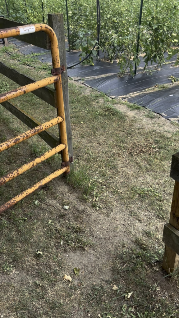 28 Days later…tomato patch update