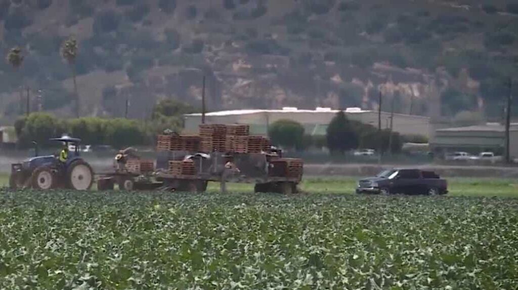 Monterey County farmers battle pests, rising costs and changing wine demand in crop report Monterey County farmers battle pests, rising costs and changing wine demand in crop report
