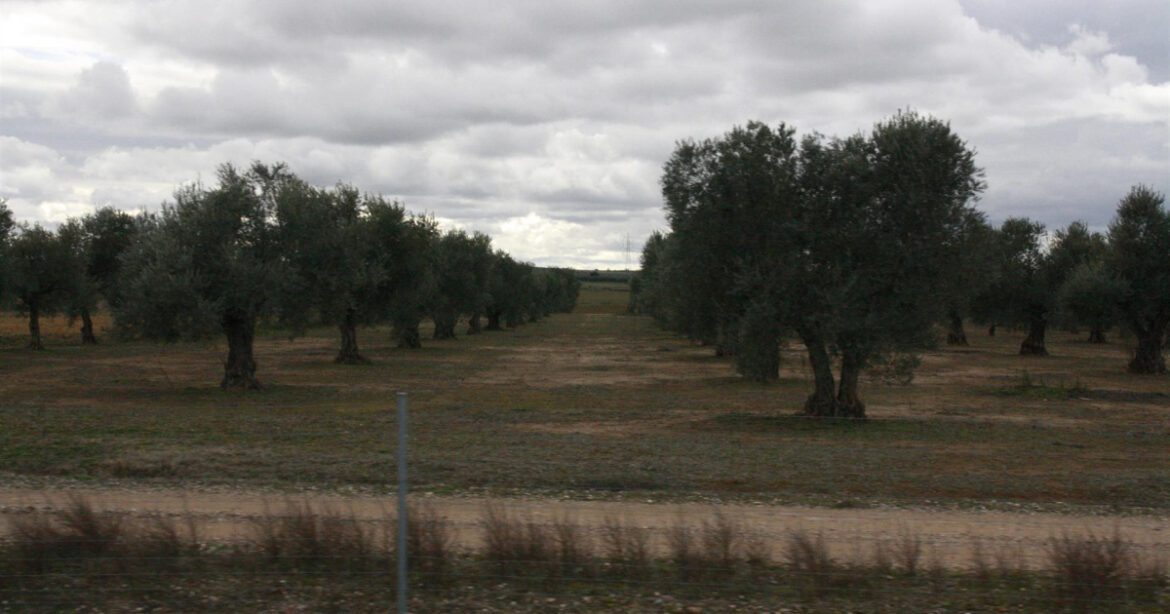 Castilla-La Mancha, second world region in olive grove Castilla-La Mancha, second world region in olive grove