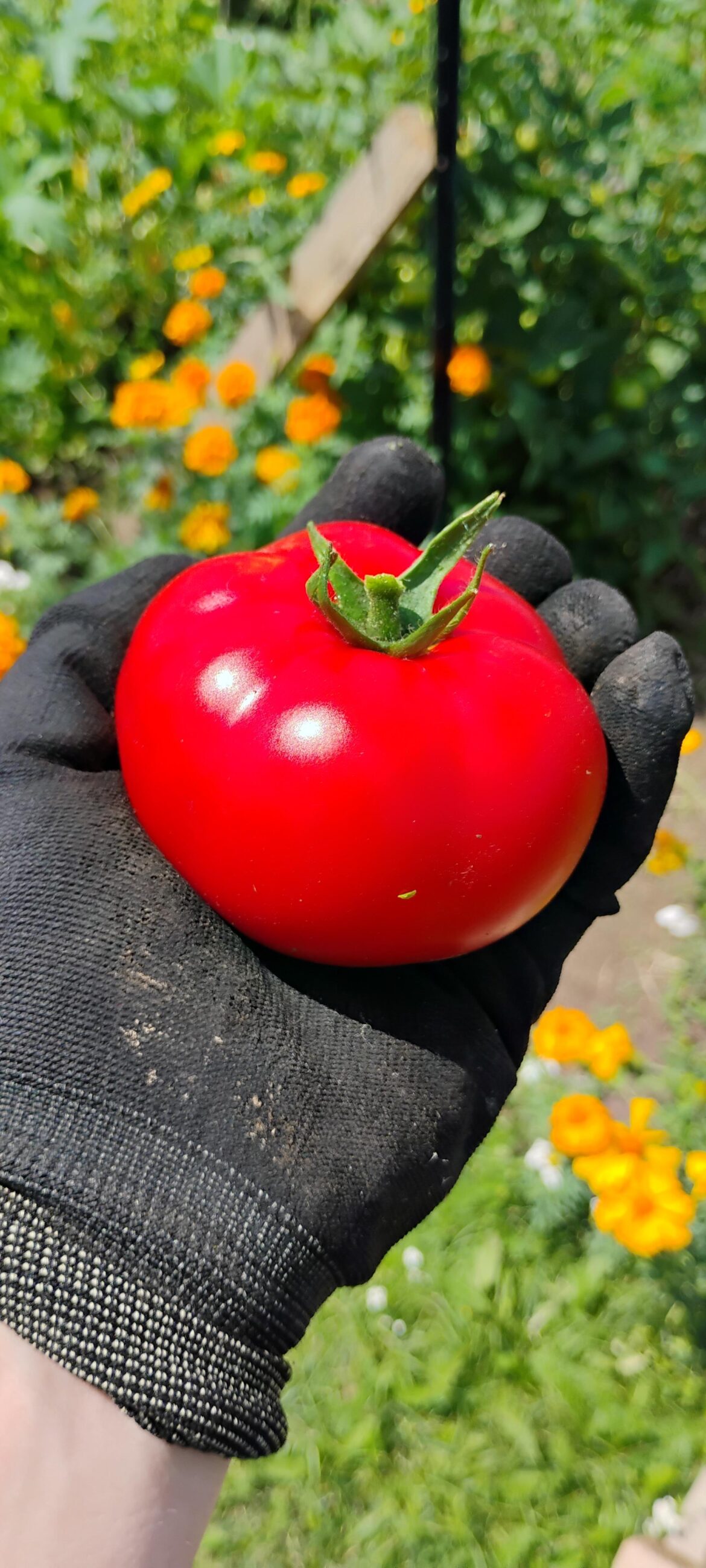 Redest red tomato I've ever grown