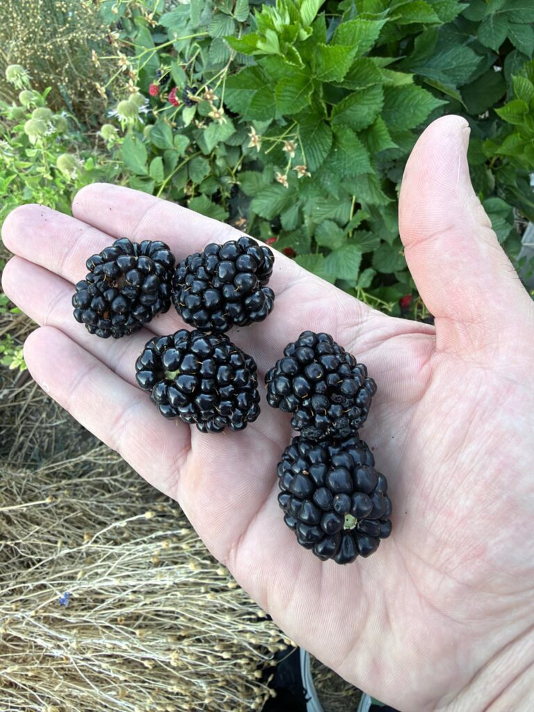 First Real Harvest of the Season