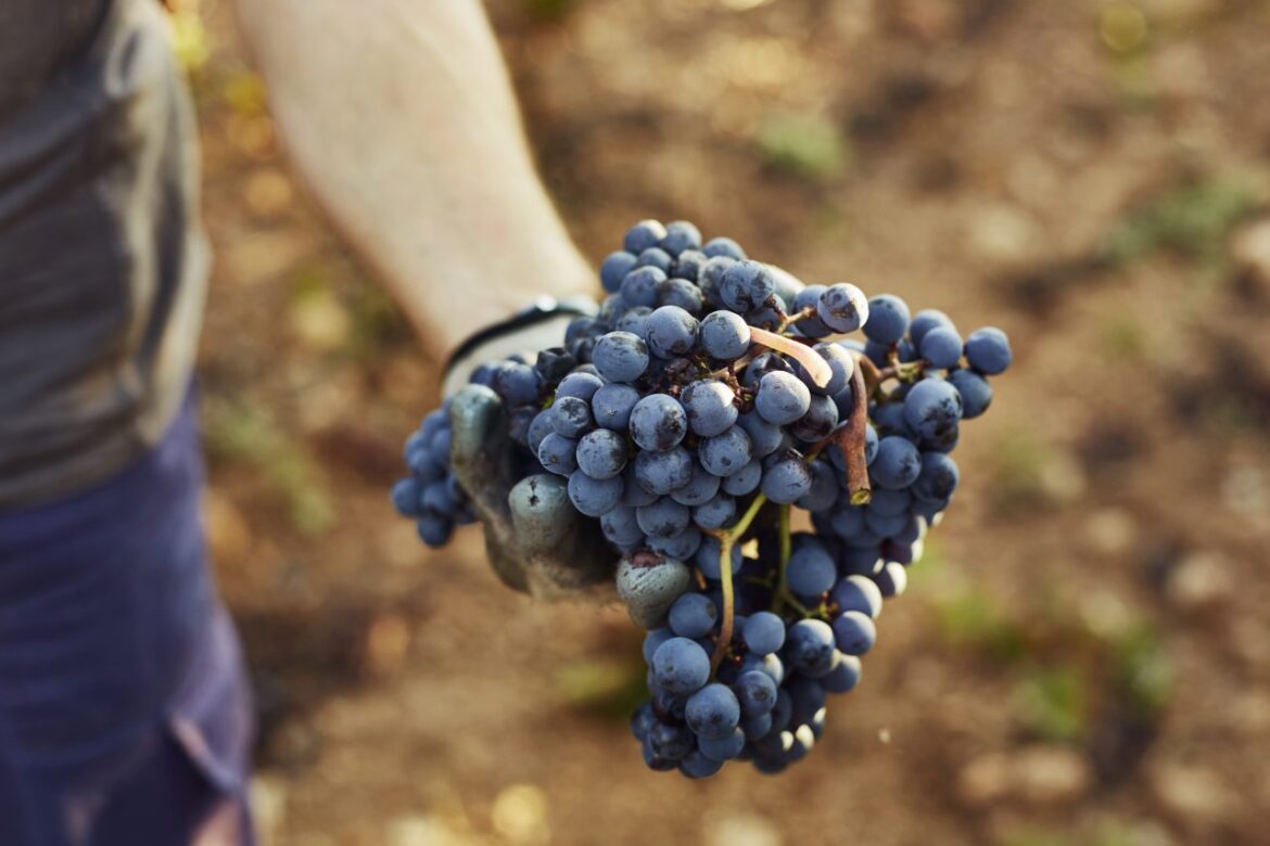 Nearly 6,000 winegrowers have applied for state aid as France reshapes its vineyard footprint in response to falling demand and climate strain.