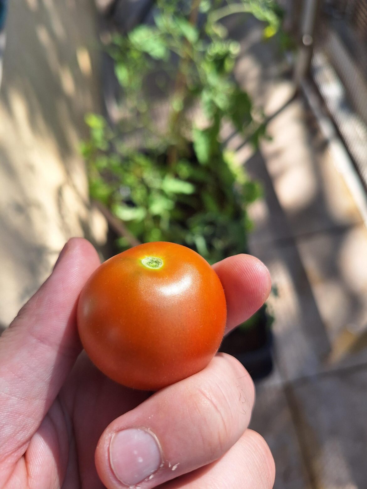 First home-grown tomato ever, can’t be prouder First home-grown tomato ever, can't be prouder