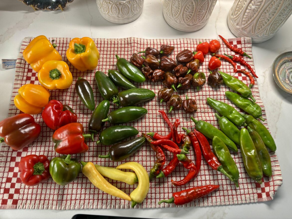 Pepper harvest today