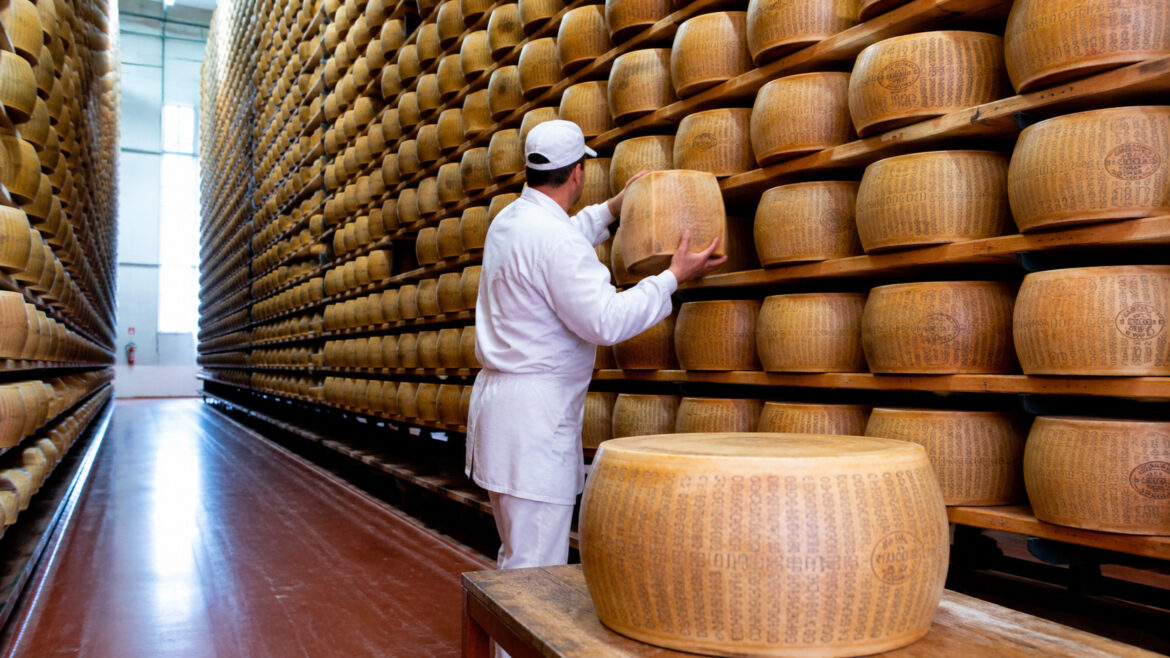 The 800-year-old Italian cheese that became a global symbol is now facing heat waves above 40°C, cows producing less milk, and warehouses spending 30% more energy to prevent Parmigiano Reggiano from disappearing from tables.