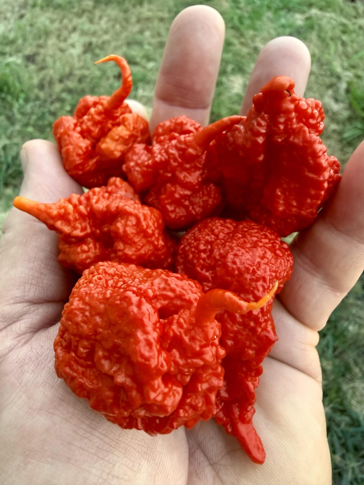 Beast Pepper - Ohio Peppers