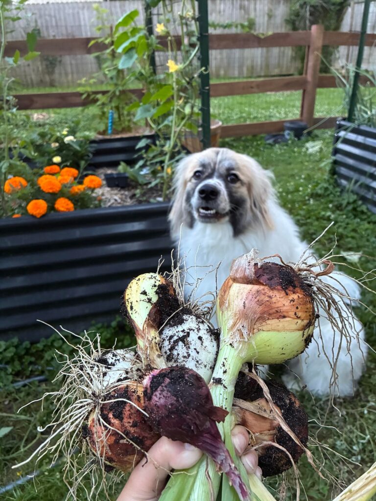 Our first onion harvest!