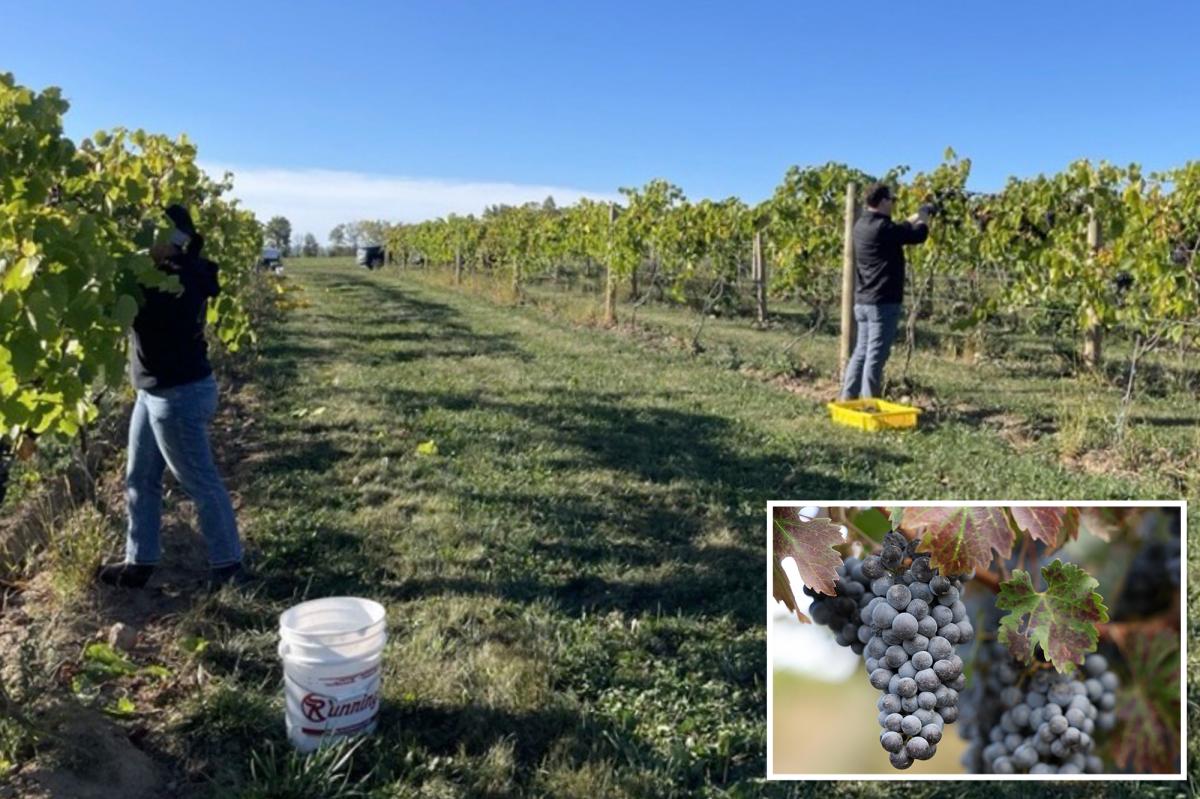 California wine company to layoff dozens of employees - Dining and Cooking | DiningAndCooking. com