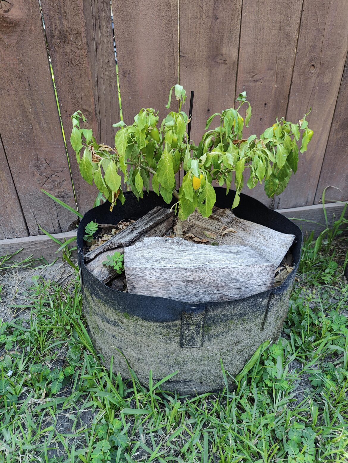 My jalapeno did not survive 100°F summer. They need shade when its very hot.