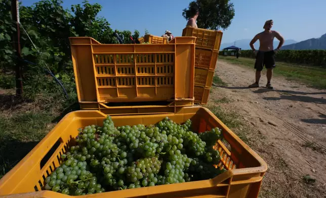 A worker stands close to grape crates during the harvest in Corte Franca, northern Italy, Thursday, Aug. 6, 2026. (AP Photo/Antonio Calanni)