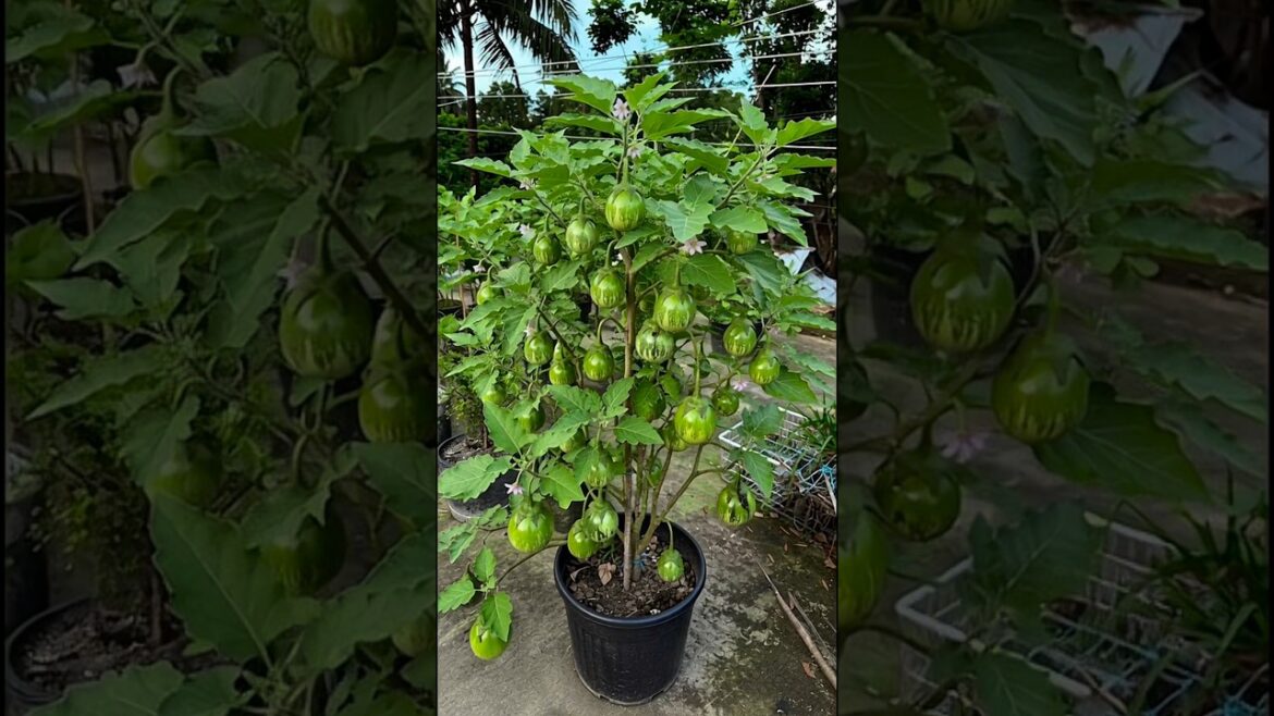 Secret Method to Increase Vegetable Plant Yield | Get More Fruits Naturally #vegetables #gardening