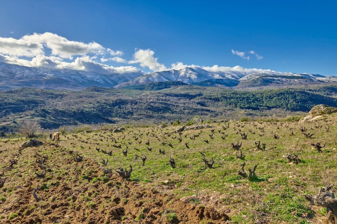 The Buyer | Who are the Comando G producers rediscovering Garnacha? Who are the Comando G producers rediscovering Garnacha?
