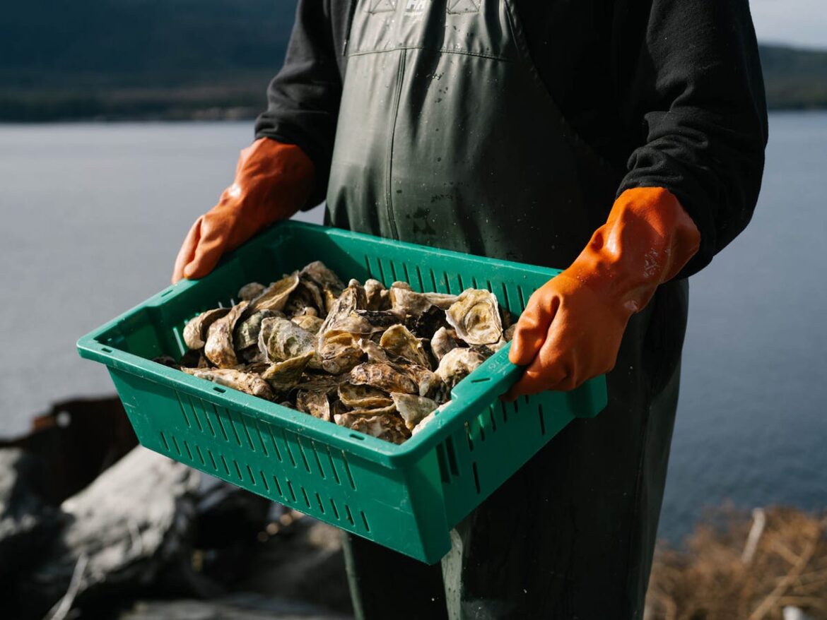 Alaskan Oysters May Be The Best In The World—Here’s Why Alaskan Oysters May Be The Best In The World—Here’s Why